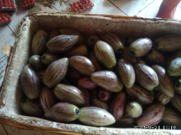 Buah pepino