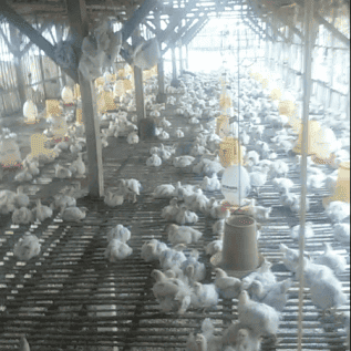 JUAL AYAM POTONG / AYAM POTONG BROILER 0,5-0,8, 1-1,6 Kg