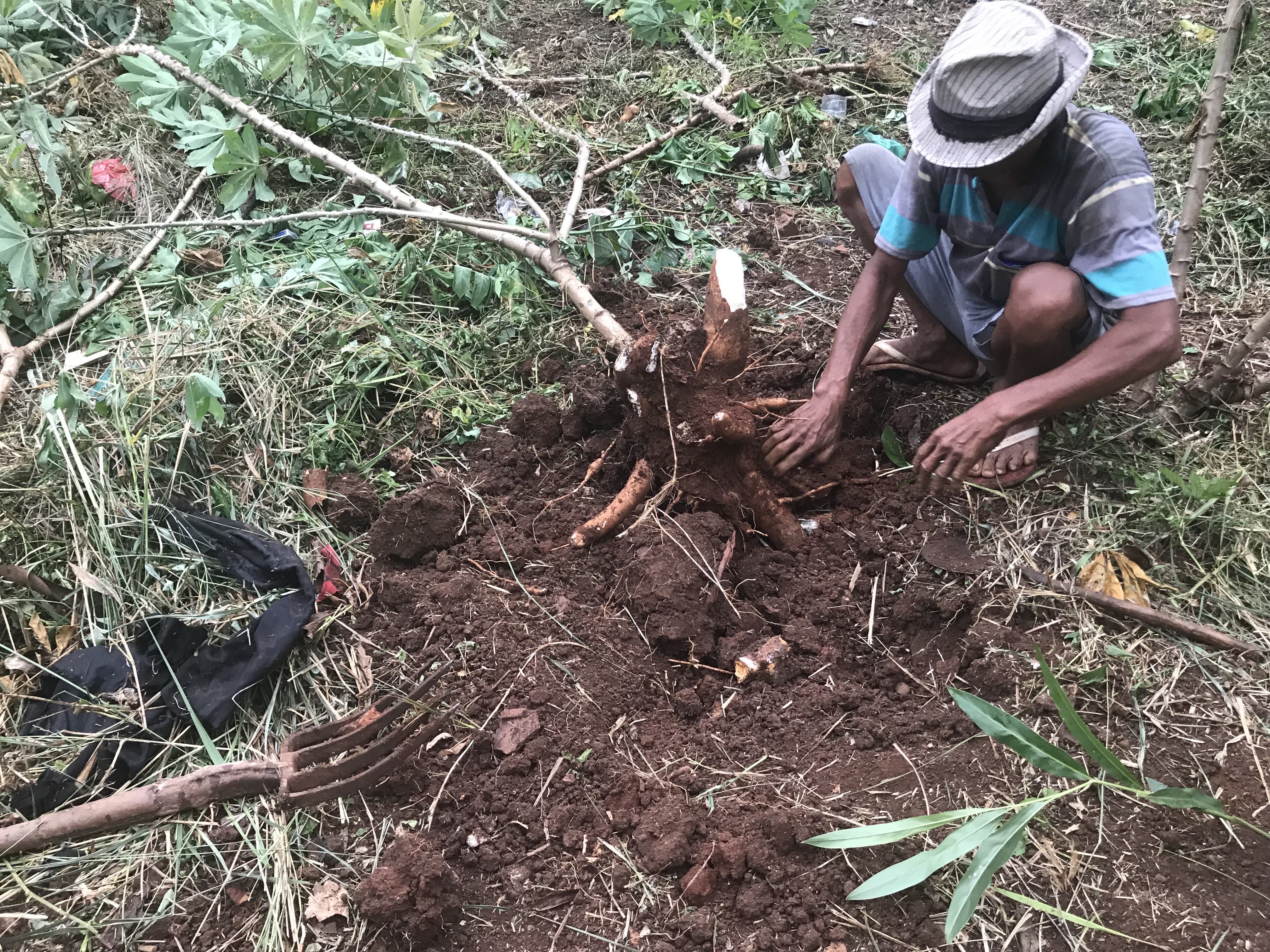 Jual singkong panen sendiri di kebon Jatirangga Kranggan Bekasi
