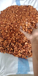 biji kakao