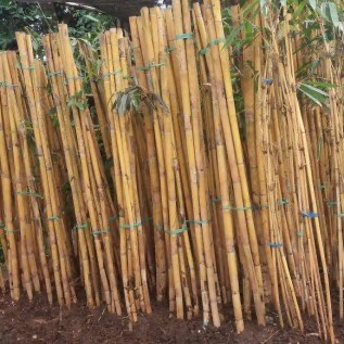 POHON BAMBU PANDA,JUAL ANEKA JENIS BAMBU,TUKANG TAMAN