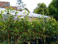 jual bibit tanaman ecer +partai