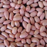 Kacang Tanah India South Crops