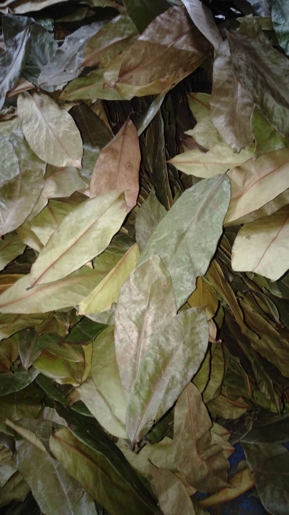 Daun Sirsak Kering