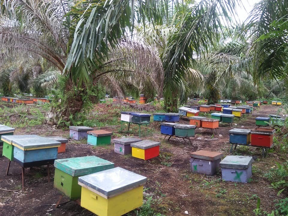 Madu Asli Langsung dari Peternak