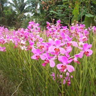 Dijual pohon Anggrek Tanah Vanda Doglas
