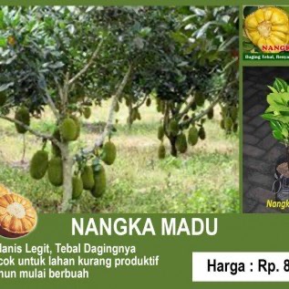 Nangka Madu