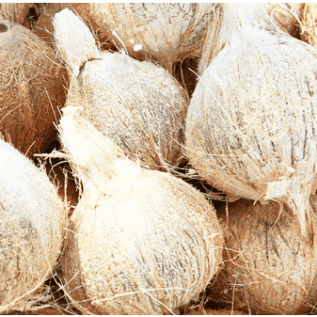Kelapa Tua
