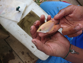 jual ikan Gurami