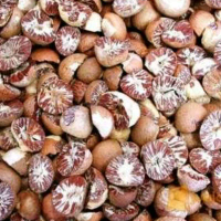 Dicari / Dibeli Pinang Belah / Bulat