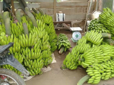 pisang ambon