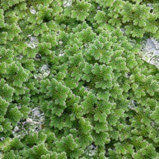 jual bibit azolla microphyla untuk pakan ayam, itik, gurami, lele, nila