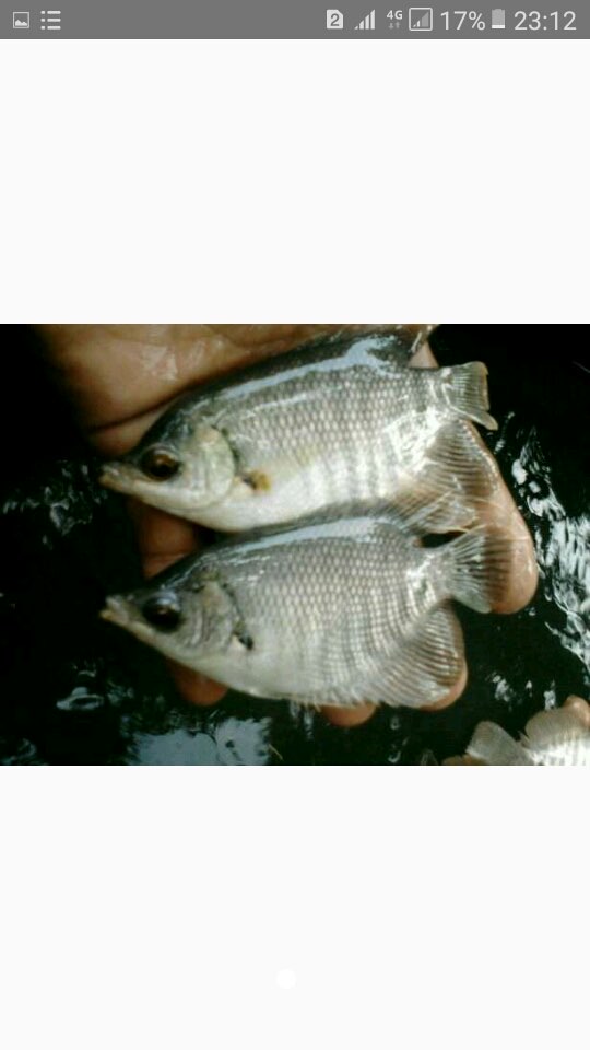 ikan gurame