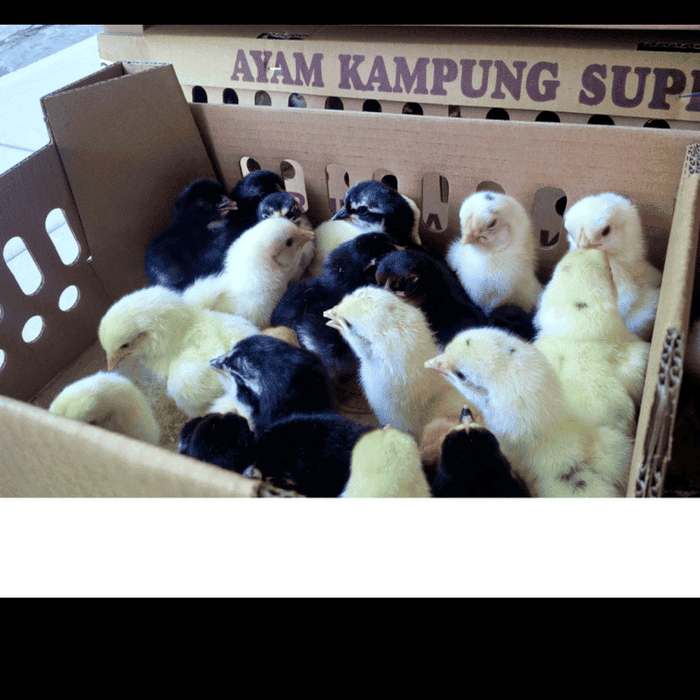 Jual Ayam DOC Broiler Jawa Super