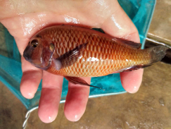 ikan hias frontosa burundi, moba,  duboisi
