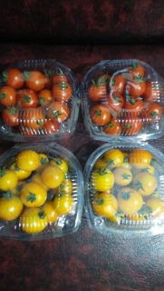 Tomat Cherry Malang