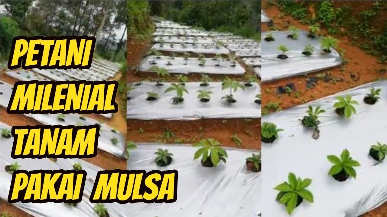 Plastik Mulsa Hitam Perak Untuk Tanaman Porang 