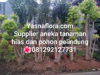 jual pohon yasmin.anting putri 08.12.92.12.77.31
