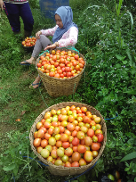 menjual sayuran