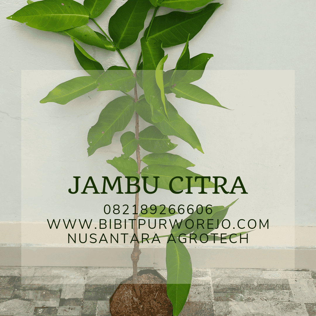 Bibit jambu air citra
