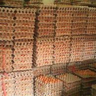 Jual Telur Ayam Konsumsi