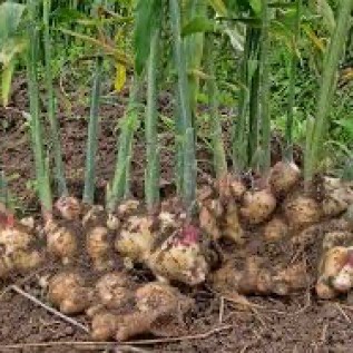 jual rimpang temulawak, kencur, kunyit, jahe merah