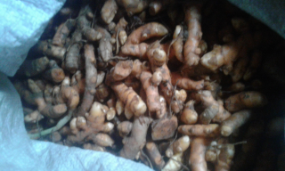 kunyit basah