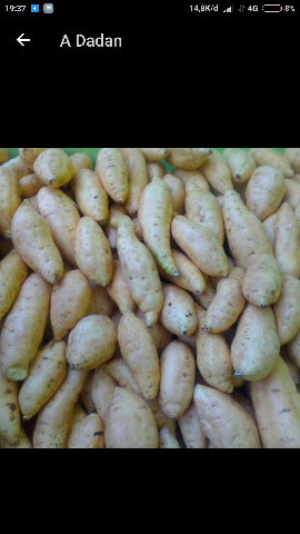 Jual Ubi Cilembu si madu
