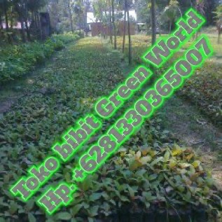 Jual bibit/biji Sengon,dll