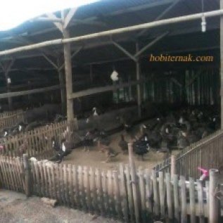 Jual DOD atau Bibit Bebek Peking Pedaging Untuk Pulau Jawa