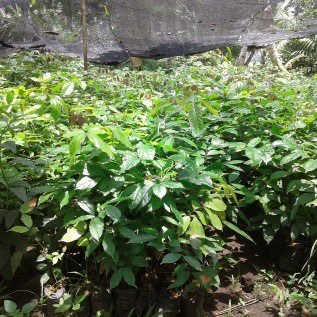 Bibit Jengkol