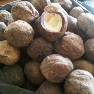 JUAL REMPAH-REMPAH / HASIL BUMI / HASIL PANEN (Lada, Pala, Kedelai, Kemiri, dll)