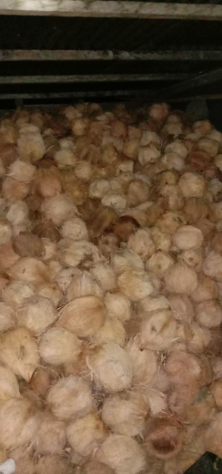Kelapa Tua