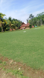 jual rumput golf jakarta wa 
