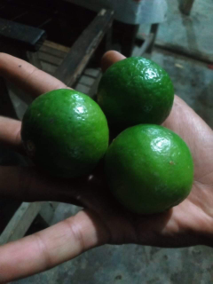 jeruk nipis asli / jeruk nipis kampung