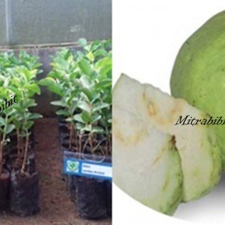 Bibit Jambu Biji Getas Mearh dan Jambu Kristal Uk 40-50cm