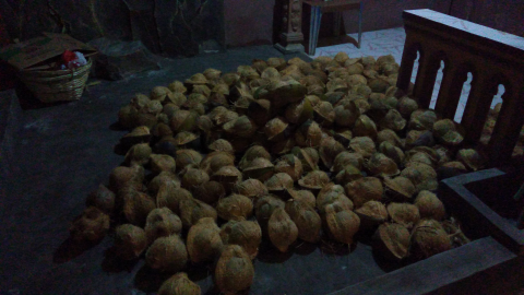 kelapa tua dengan tipe ABC (bisa root) berat 1-1,5 kg