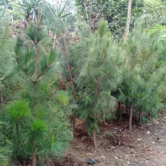 jual pohon cemara pinus