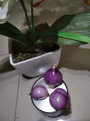 BAWANG MERAH SUPER MURAH