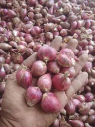 Bawang merah