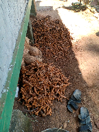 kunyit