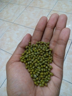 Kacang Hijau Segar