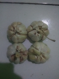 bawang putih
