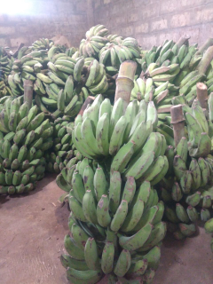 pisang raja bulu