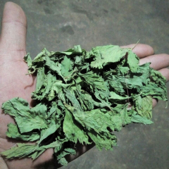Seledri Kering