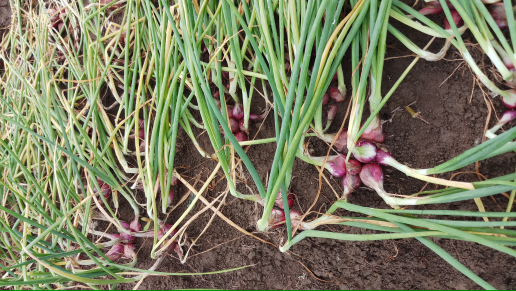 bawang merah