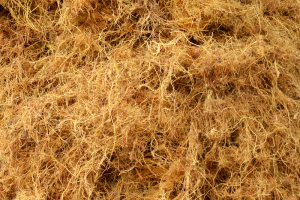 Fiber Sawit