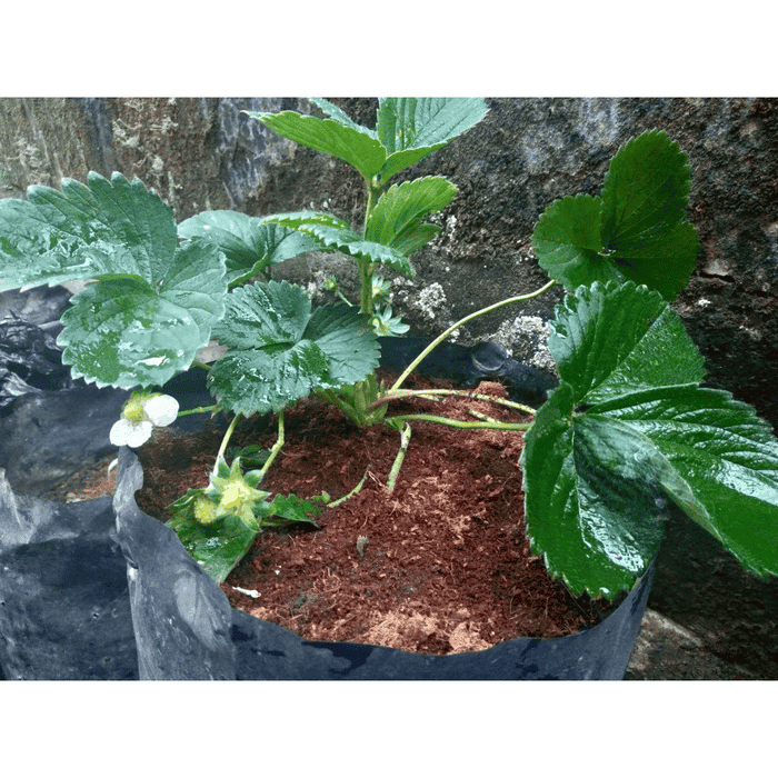 Bibit Benih Buah Strawberry jumbo California Siap Berbuah