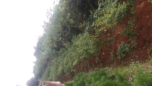 kebun jeruk purut & kbn cabe rawit