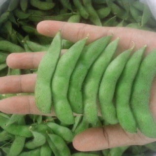 Jual Edamame Jember